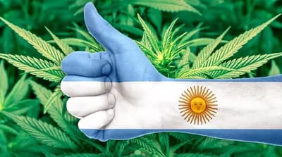 Marihuana en Argentina, como cultivar, comprar o vender cannabis de forma legal