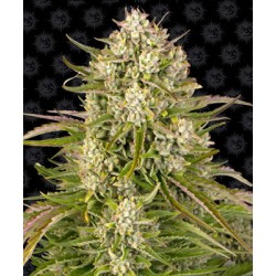 Wedding Cake auto Barney´s Farm