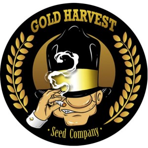 auto Mazar Gold Harvest semillas marihuana