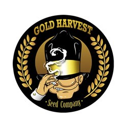 auto Diesel Gold Harvest semillas cannabis