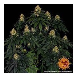 Skywalker auto Barney´s Farm