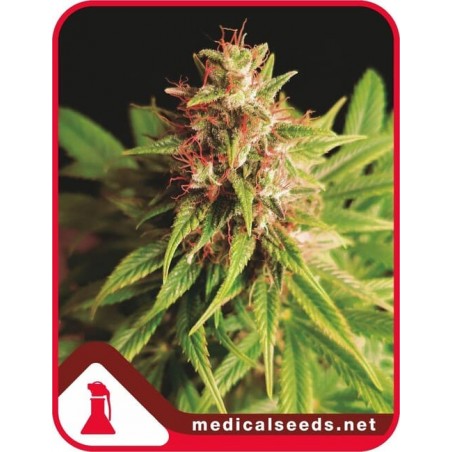Red Cross CBD Medical Seeds