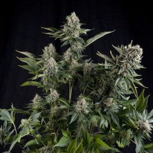 White Widow de Pyramid seeds