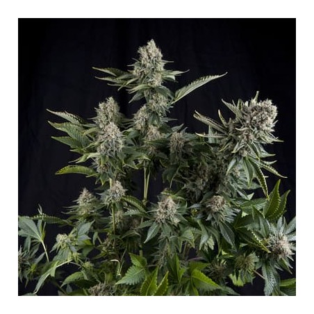 White Widow de Pyramid seeds