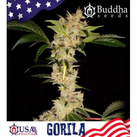 semillas marihuana Gorila auto Buddha Seeds