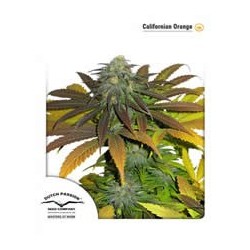 California Orange de Dutch Passion semillas marihuana