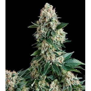 Amnesia Gold auto semillas marihuana