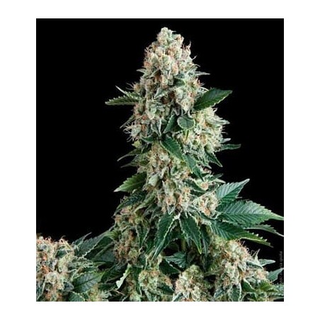 Amnesia Gold auto semillas marihuana