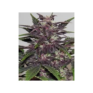 semillas marihuana Purple Kush de Buddha Seeds