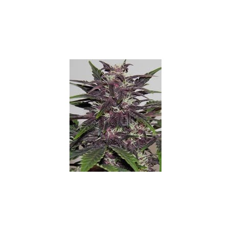 semillas marihuana Purple Kush de Buddha Seeds
