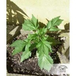 auto Duck Dutch Passion