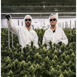 Sorbet Dreams DNA Genetics