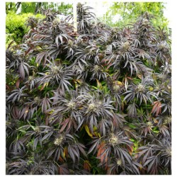 Runtz fast flowering Humboldt