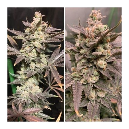 Skywalker Haze Dutch Passion semillas cannabis