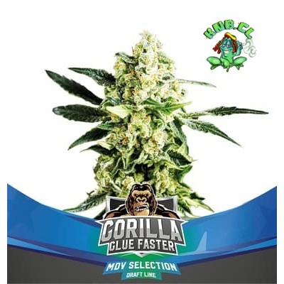 Gorilla Glue faster semillas de marihuana