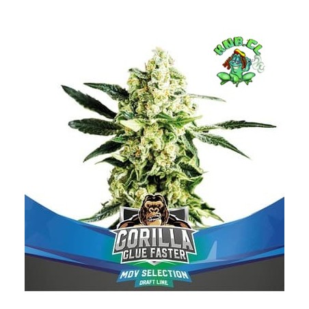 Gorilla Glue faster semillas de marihuana