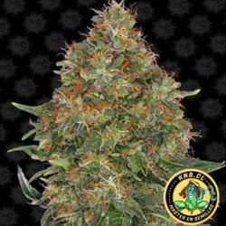 Pineapple Express auto Barney´s Farm semillas cannabis