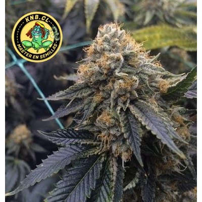 Sapphire OG Humboldt seeds