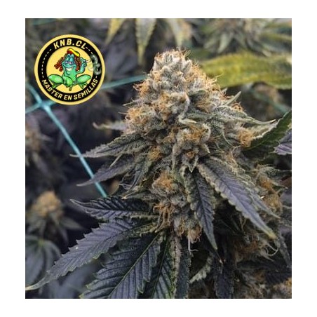 Sapphire OG Humboldt seeds