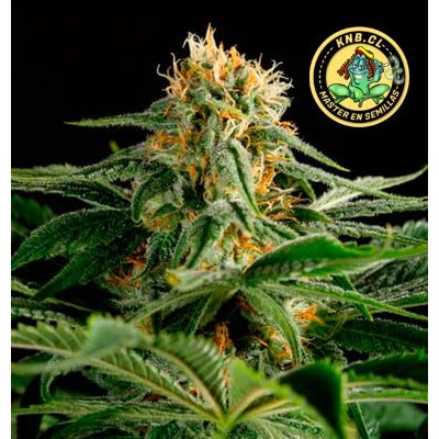 2046 Medical Seeds semillas cannabis