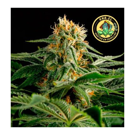 2046 Medical Seeds semillas cannabis