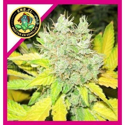 Jack la Mota Medical Seeds semillas cannabis