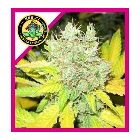 Jack la Mota Medical Seeds semillas cannabis