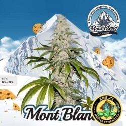 Semillas marihuana Mont Blanc TH Seeds