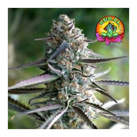 Semillas marihuana Florida Gaspack Humboldt Seeds