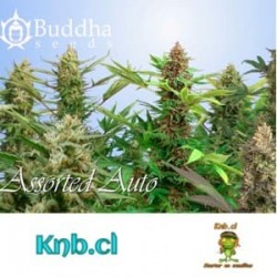 Semillas marihuana Assorted Mix Buddha Seeds