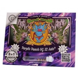 Purple Punch OG xl auto Sweet Seeds