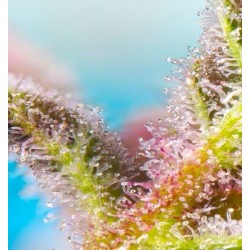 Tricomas Purple Punch OG