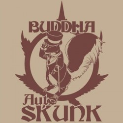 Skunk auto Buddha Seeds semillas cannabis