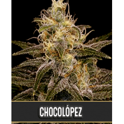 semillas marihuana Chocolopez de BlimBurn