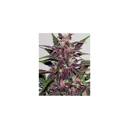 semillas marihuana Grizzly Purple Kush de BlimBurn