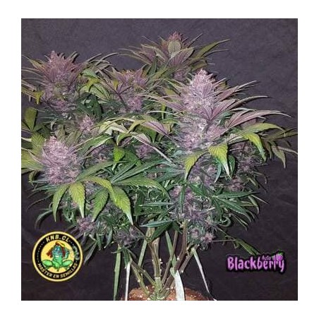 Blackberry auto Fast Buds semillas cannabis