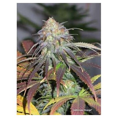 California Orange Dutch Passion semillas cannabis