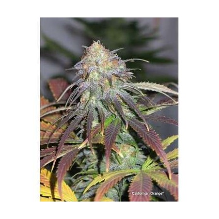 California Orange Dutch Passion semillas cannabis