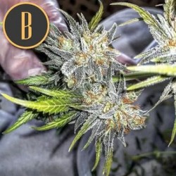 Green Crack Blimburn semillas cannabis