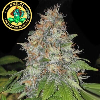 Afghan Skunk auto Advanced Seeds