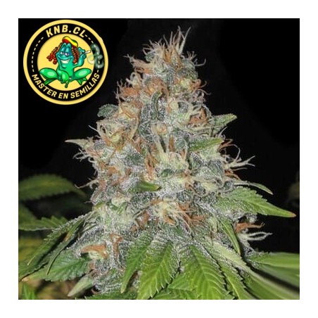 Afghan Skunk auto Advanced Seeds