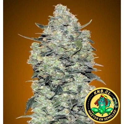 Critical Mass auto Advanced Seeds