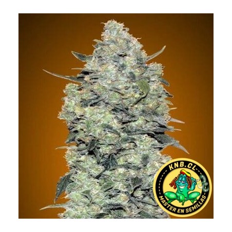 Critical Mass auto Advanced Seeds