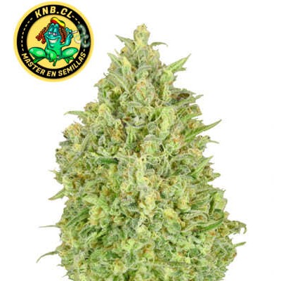 auto Pineapple Glue Advanced Seeds