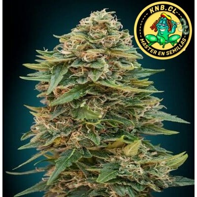 auto Skunk 47 Advanced Seeds