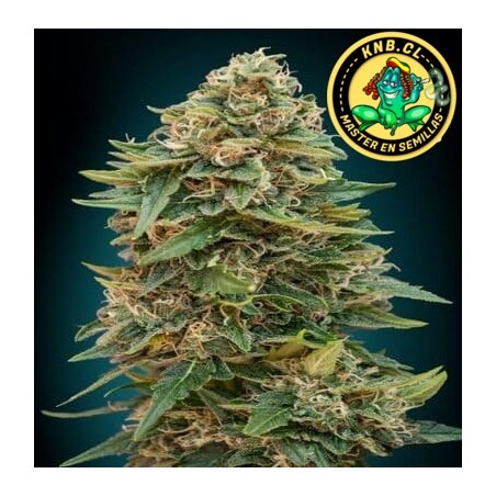 auto Skunk 47 Advanced Seeds