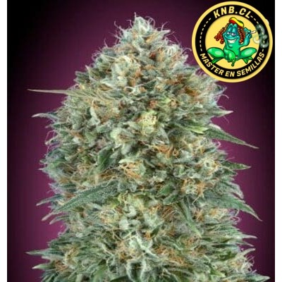 auto Slurricane Advanced Seeds