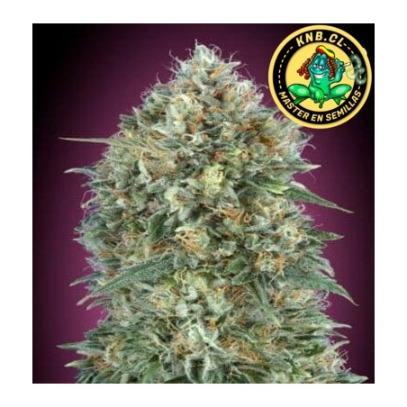 auto Slurricane Advanced Seeds