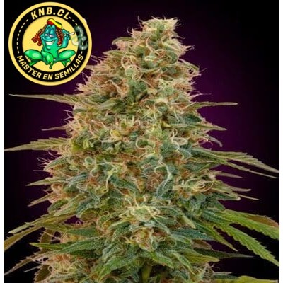 Zkittlez auto Advanced Seeds