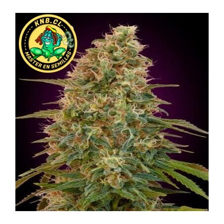 Zkittlez auto Advanced Seeds